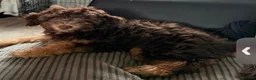 Mixed Breed dogs for sale: Dixie - Advert 3