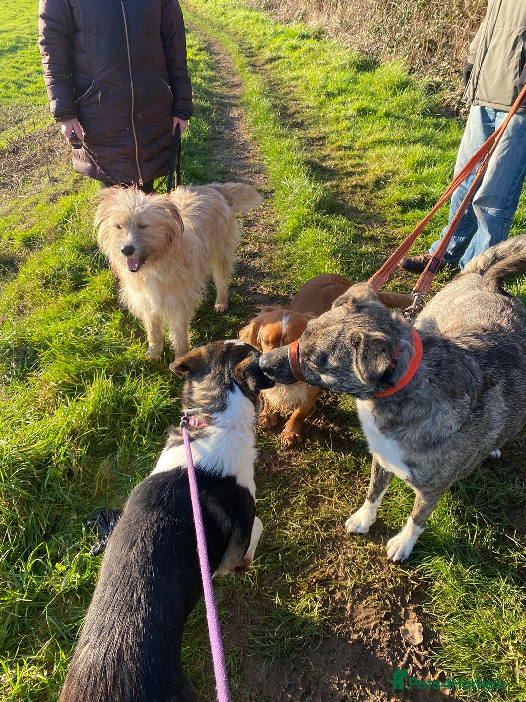 Mixed Breed dogs for adoption: Mary  - Advert 11