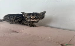 Mixed Breed cats for sale: Kittens for sale  - Image 6