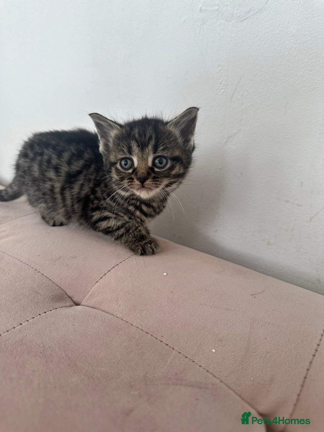 Mixed Breed cats for sale: Kittens for sale  - Image 6