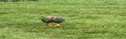 Chickens poultry for sale: 15 week old shamo chicks in Cheltenham - Advert 11