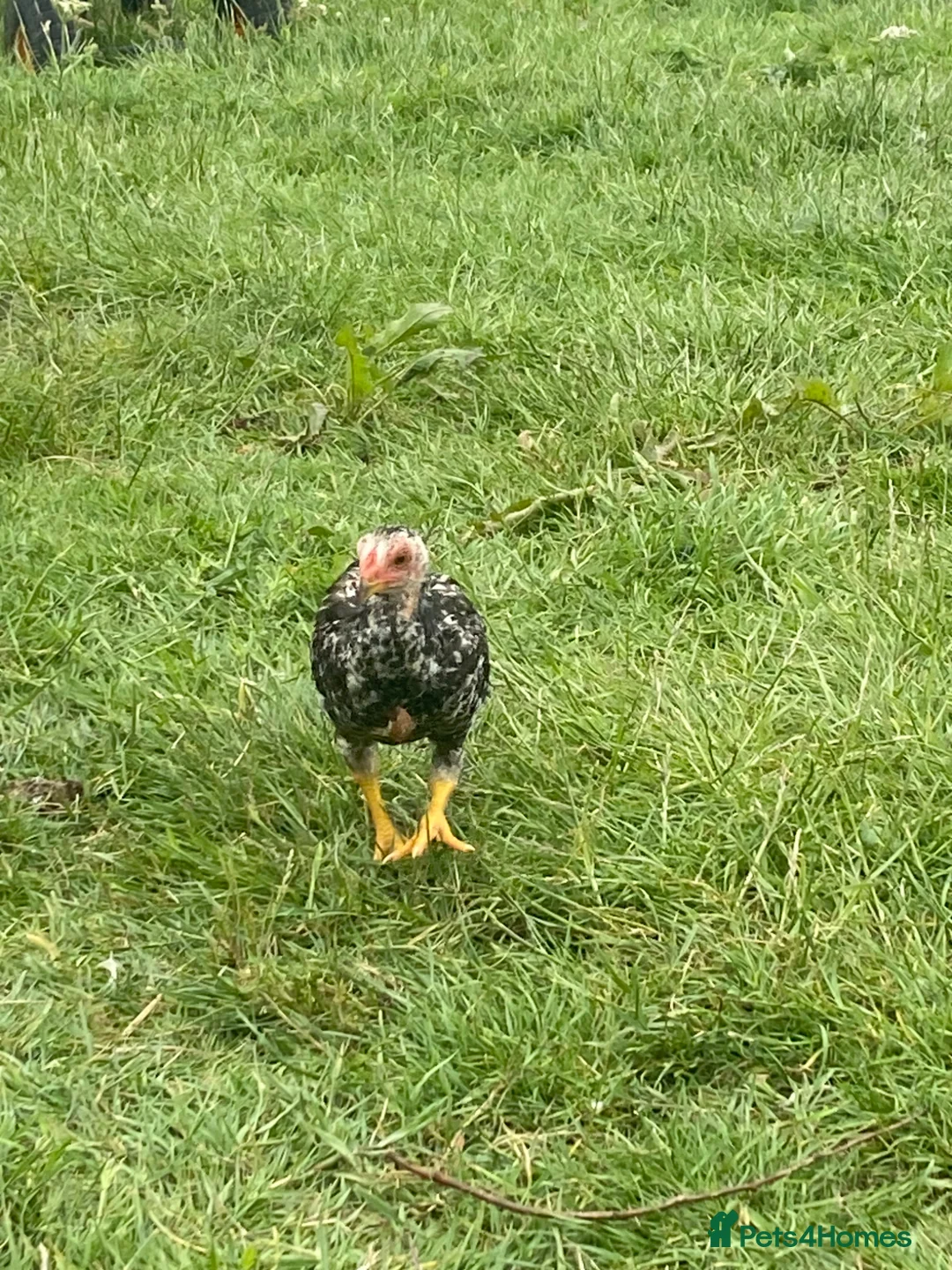 Chickens poultry for sale: 15 week old shamo chicks in Cheltenham - Advert 11