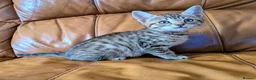 Bengal cats for sale: Adorable friendly Bengal kittens ready now!! - Advert 29