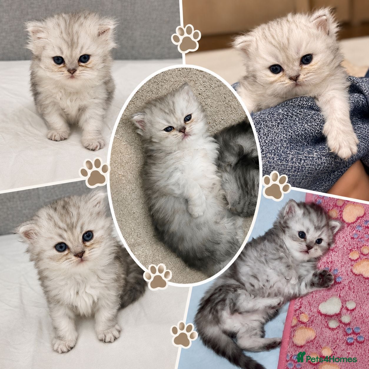 Persian cats Beautiful Persian Kittens - Advert 2