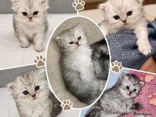 Persian cats Beautiful Persian Kittens - Advert 2