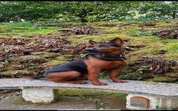 Mixed Breed dogs for sale: Pure breed Chinese red dog puppies/Laizhou Hong - Image 4
