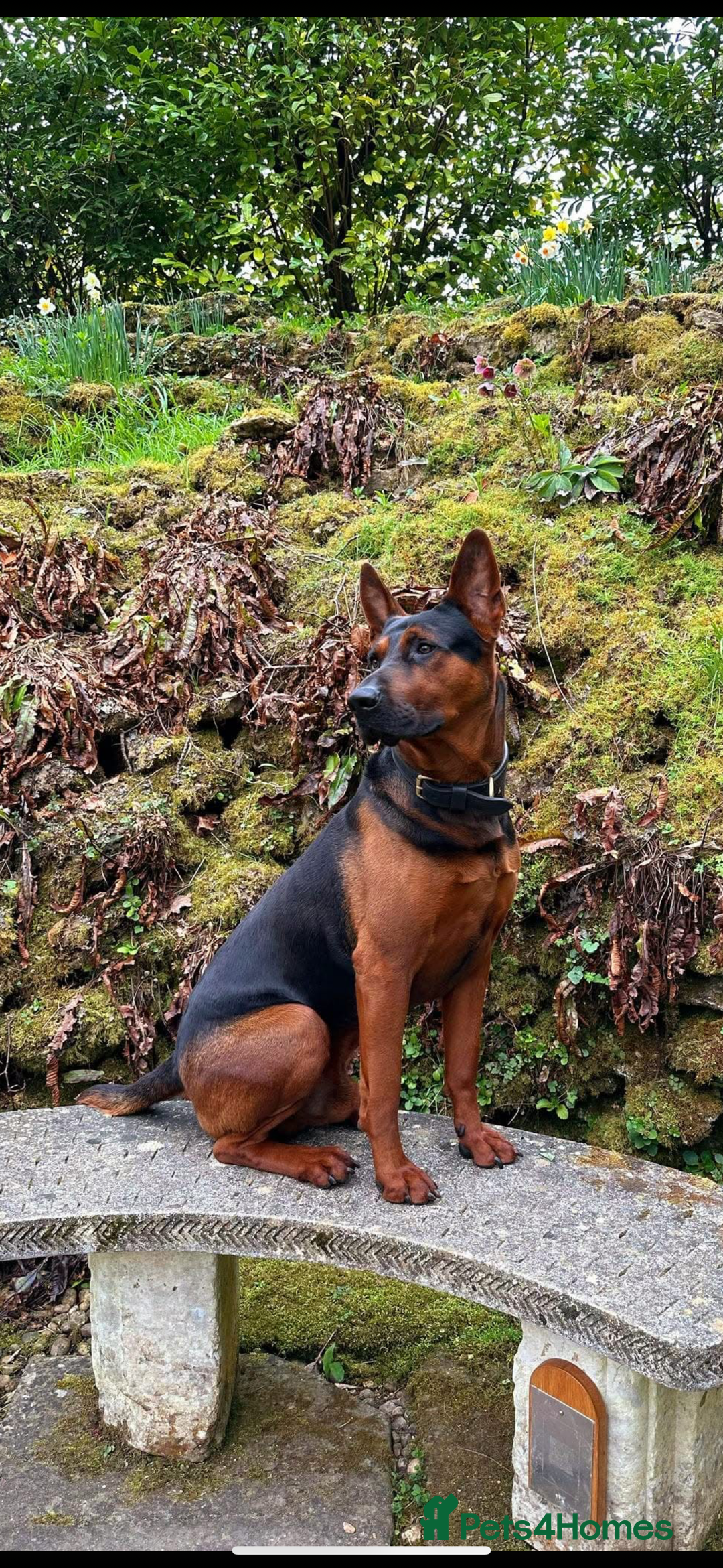 Mixed Breed dogs for sale: Pure breed Chinese red dog puppies/Laizhou Hong - Image 4