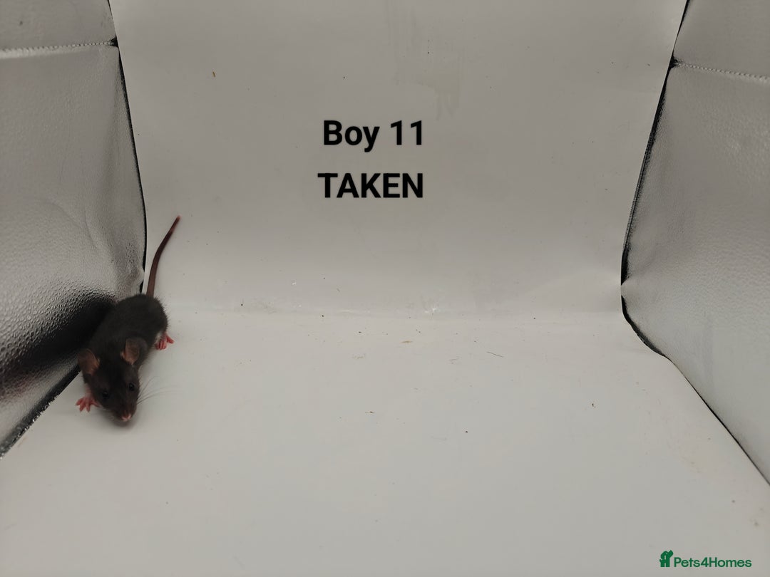 Rat rodents for sale: OCT: 32 Rats (7 Rats: 4 Boys, 3 Girls Left) - Advert 11