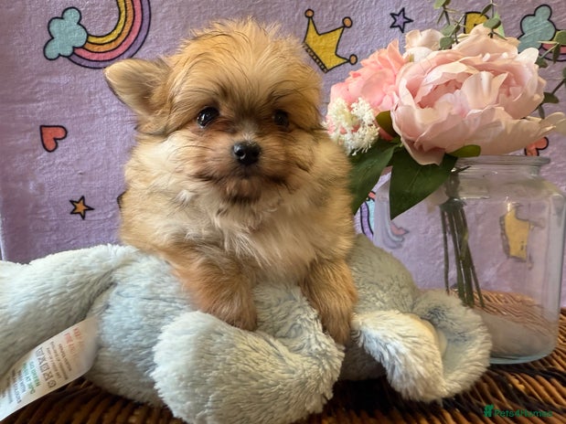 Mixed Breed dogs Maltipom - Advert 8