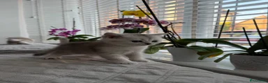 British Shorthair 3