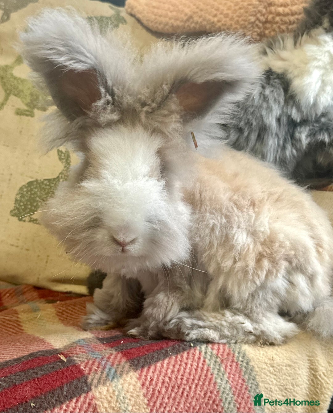 Angora rabbits for sale: Beautiful pure angora boys  - Image 4