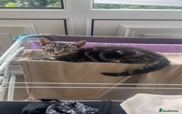 Mixed Breed cats for sale: Two male kittens for sale  - Image 4