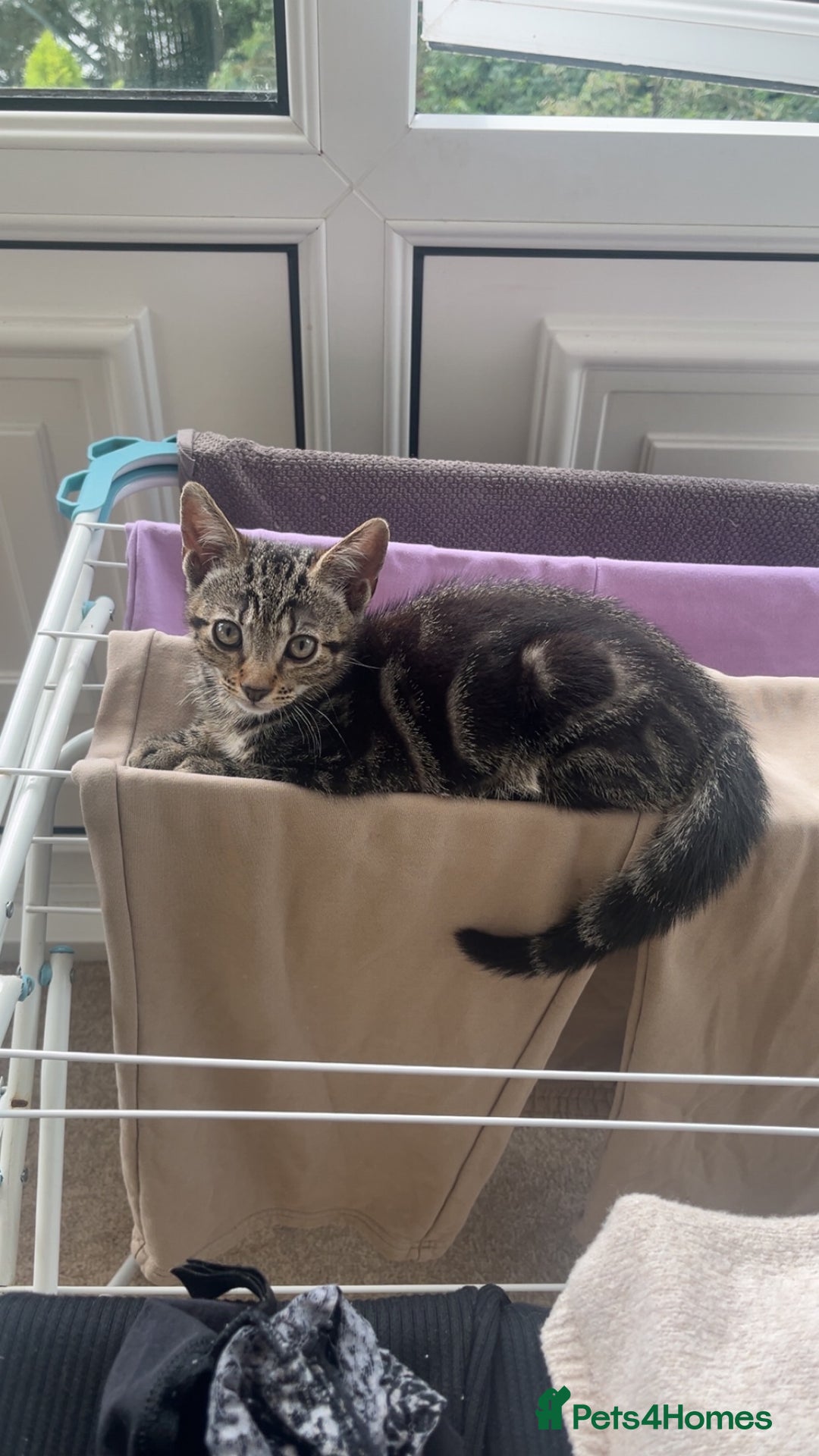 Mixed Breed cats for sale: Two male kittens for sale  - Image 4