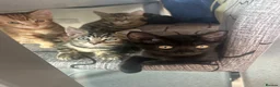 Mixed Breed cats for sale: ADORABLE KITTEN LOOKING FOR THERE FOREVER HOME in London - Advert 5