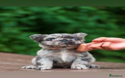 French Bulldog dogs for sale: FLUFFY HUSKY PRIME BIG ROPE MERLE PINK FRENCH BULL - Image 2