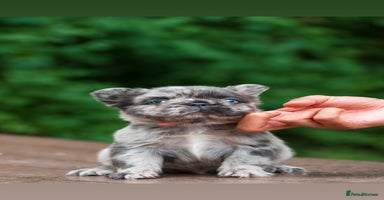 French Bulldog dogs - Advert 3