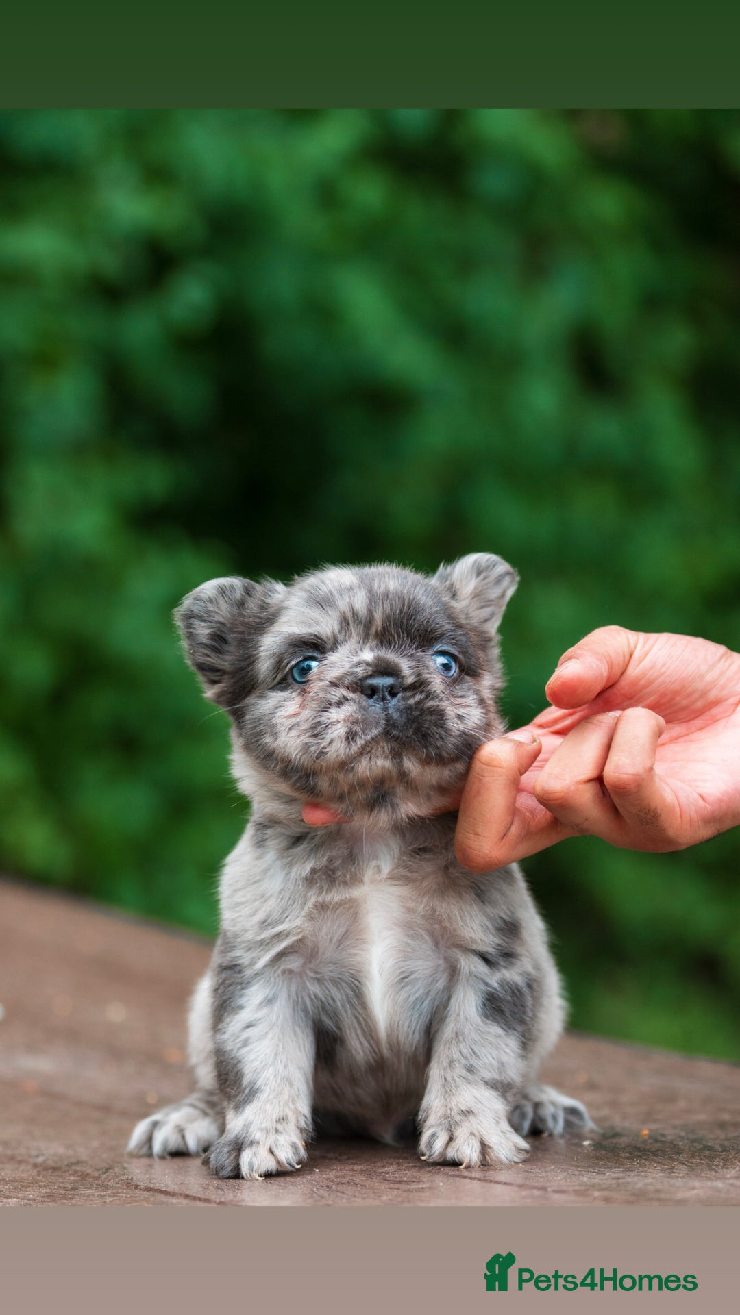 French Bulldog dogs for sale: FLUFFY HUSKY PRIME BIG ROPE MERLE PINK FRENCH BULL - Image 2