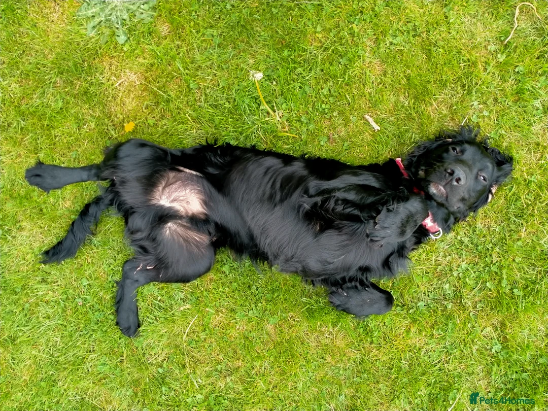 Cocker Spaniel dogs for sale: Loving home wanted for 8 month male cocker spaniel - Advert 5