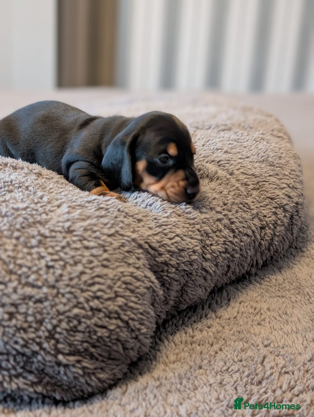 Miniature Dachshund dogs for sale: Miniature Dachshund Puppies For Sale  - Advert 24