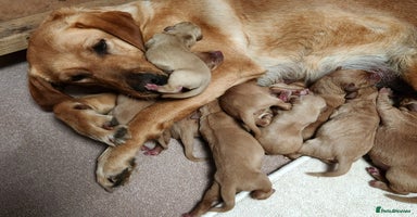 Labrador Retriever dogs - Advert 4