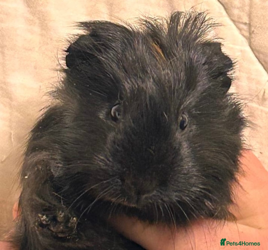 Guinea Pig rodents for sale: Baby Female Guinea Pigs For Sale  - Advert 7