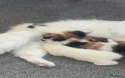 Mixed Breed cats for sale: long haired calico kittens  - Image 3