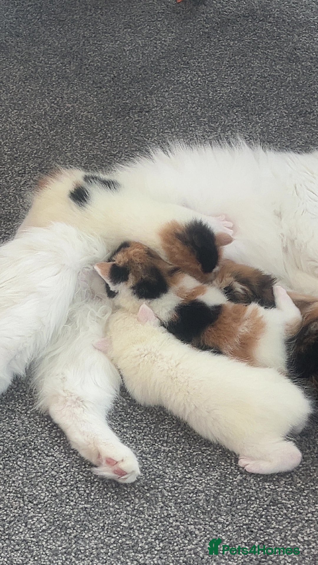 Mixed Breed cats for sale: long haired calico kittens  - Image 3