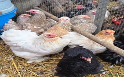 Chickens poultry for sale: Pekin Bantams - Hens/POL's/Pullets/Cockerals - Image 1
