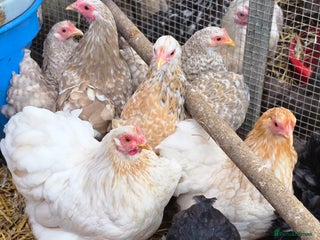 Chickens poultry for sale - Advert 1