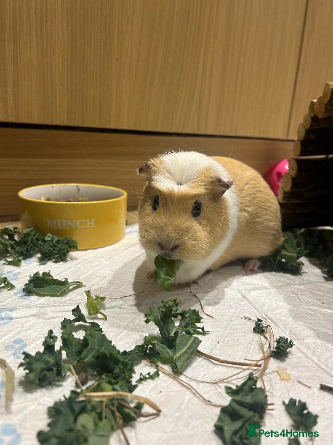 Guinea Pig rodents for sale: loving and friendly female guinea pigs - Image 2