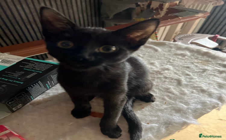 Mixed Breed cats - Advert 2