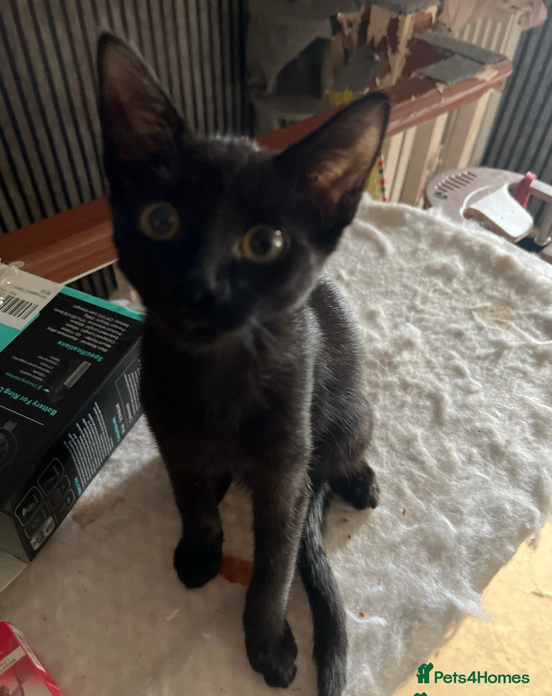 Mixed Breed cats for sale: 1 Black Male kitten, ready to leave.  - Image 1