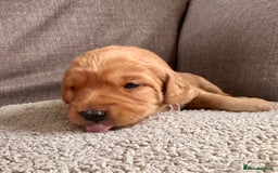 Labradoodle dogs for sale: Red & Apricot F1 Miniature Labradoodle Puppies - Image 3