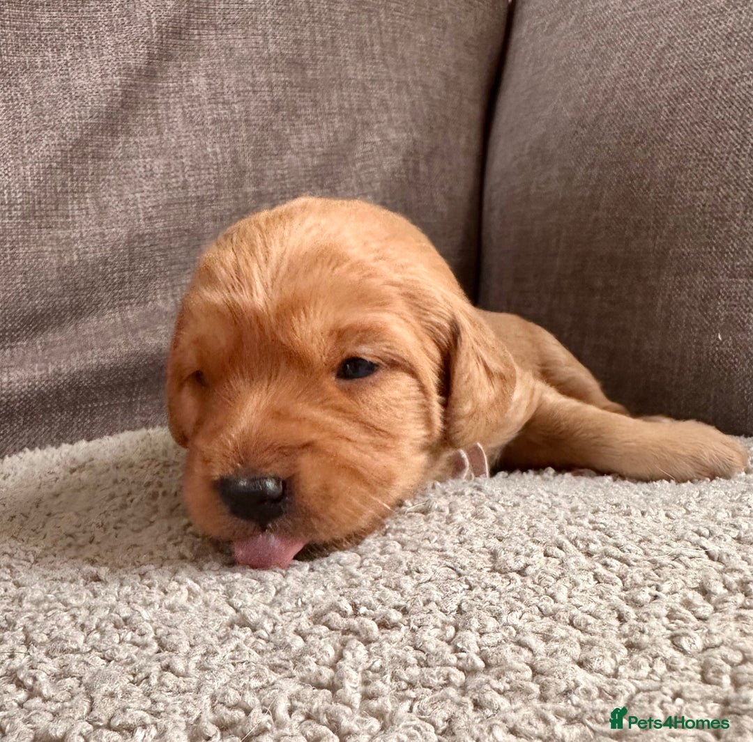 Labradoodle dogs for sale: Red & Apricot F1 Miniature Labradoodle Puppies - Image 3