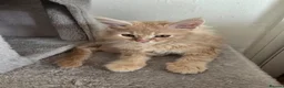 Maine Coon cats for sale: Full Mainecoon beautiful kittens  - Advert 4
