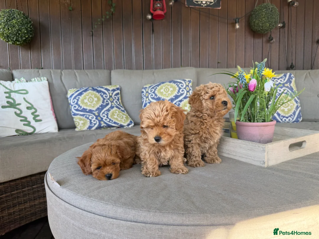 Maltipoo dogs for sale: Beautiful Red Maltipoo puppies for sale  - Advert 31