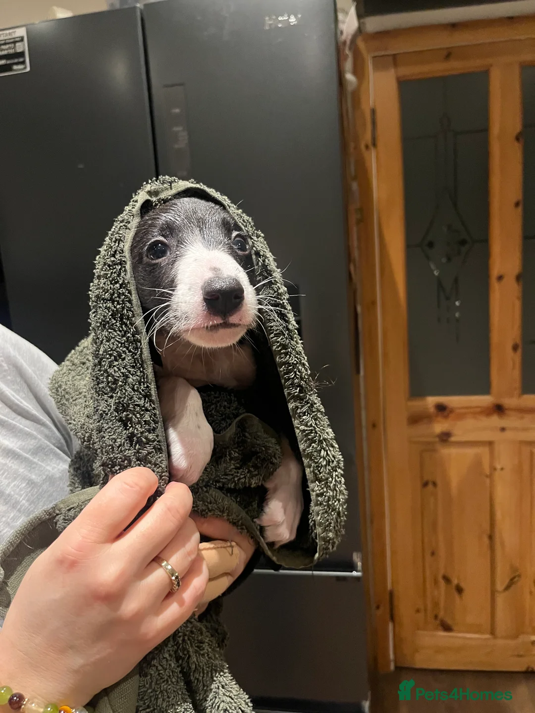 Lurcher dogs for sale: Bedlington Whippet pups for sale - Advert 13