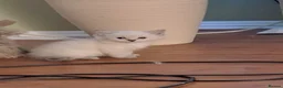 Ragdoll cats for sale: Beautiful Ragdoll Kittens - Advert 6