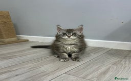 Maine Coon cats for sale: Maine Coon kitten  - Image 14