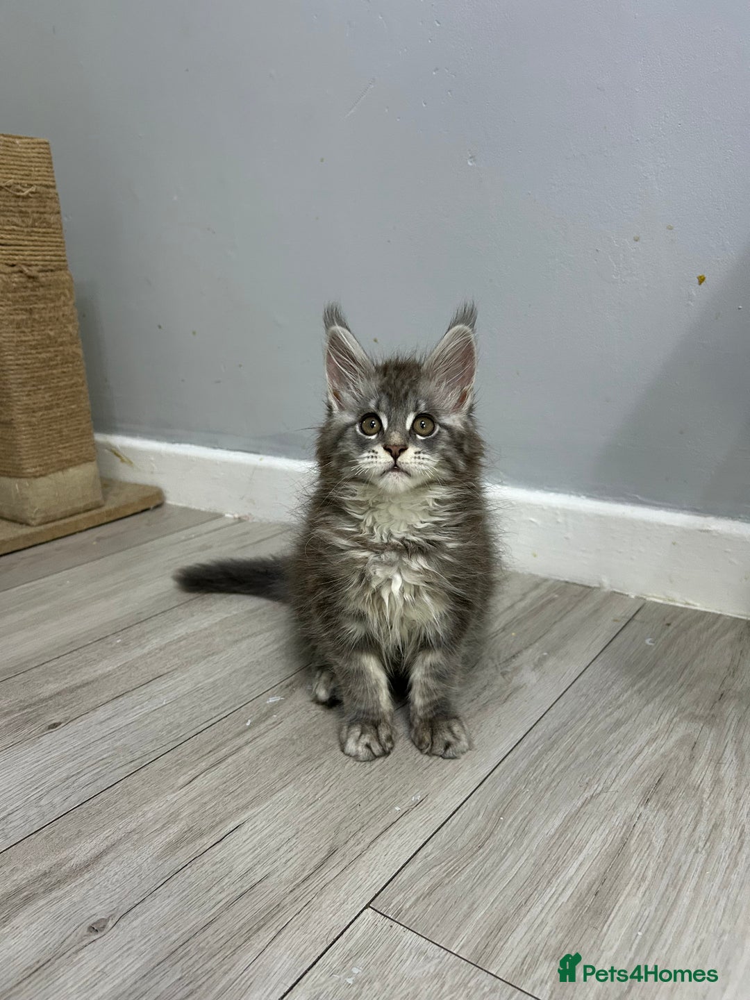 Maine Coon cats for sale: Maine Coon kitten  - Image 14