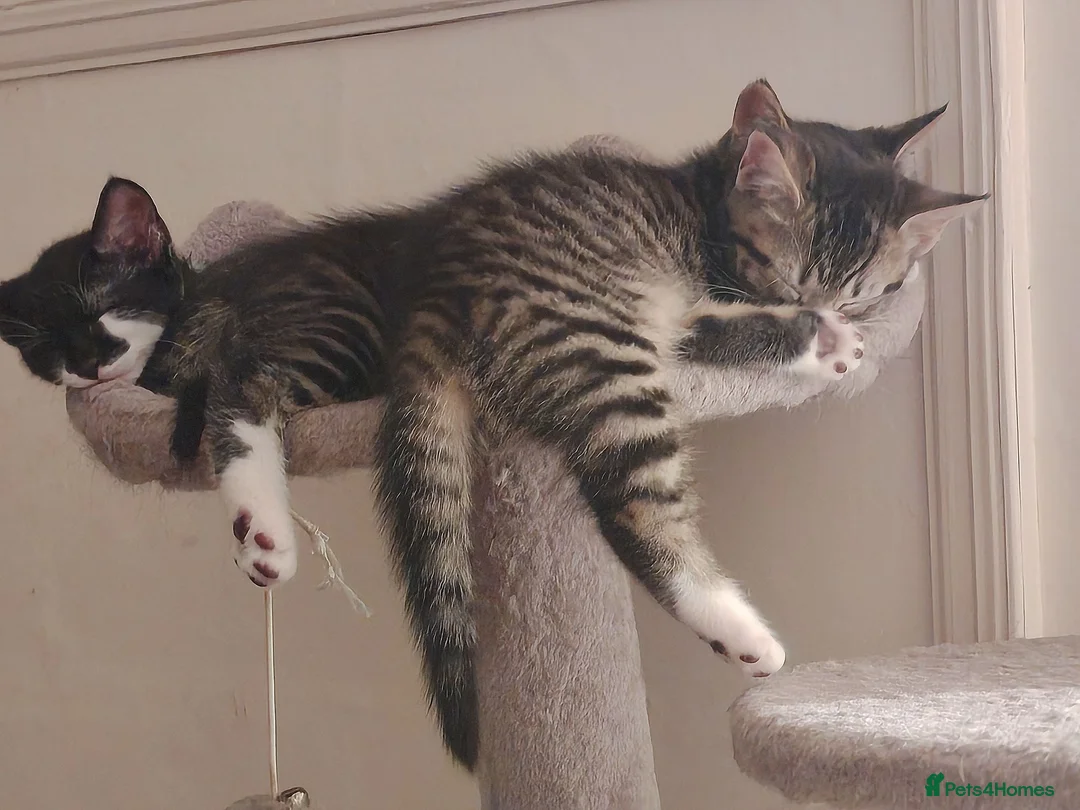 Mixed Breed cats for sale: 3 kittens Bengal X  - Advert 2
