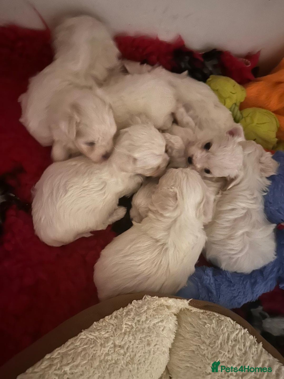 Maltese dogs for sale:  Beautiful maltese - Advert 8