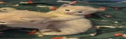 Ragdoll cats for sale: Beautiful 3/4 ragdoll kittens for 5* homes - Advert 15