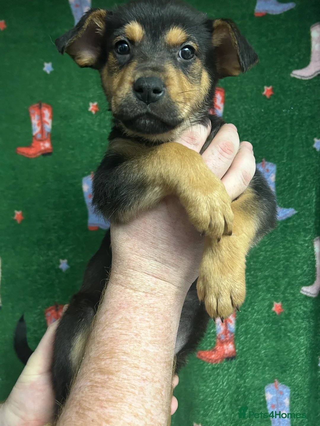 Mixed Breed dogs for sale: Swiss Shepherd Rottweiler mix - Advert 18