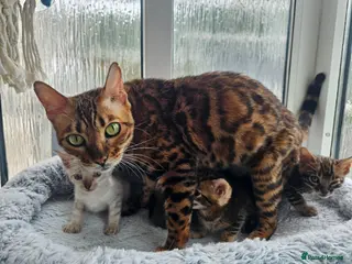 Bengal cats Stunning Bengal Kittens - Advert 1