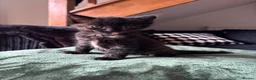 Mixed Breed cats for sale: Kittens For Sale - Advert 3