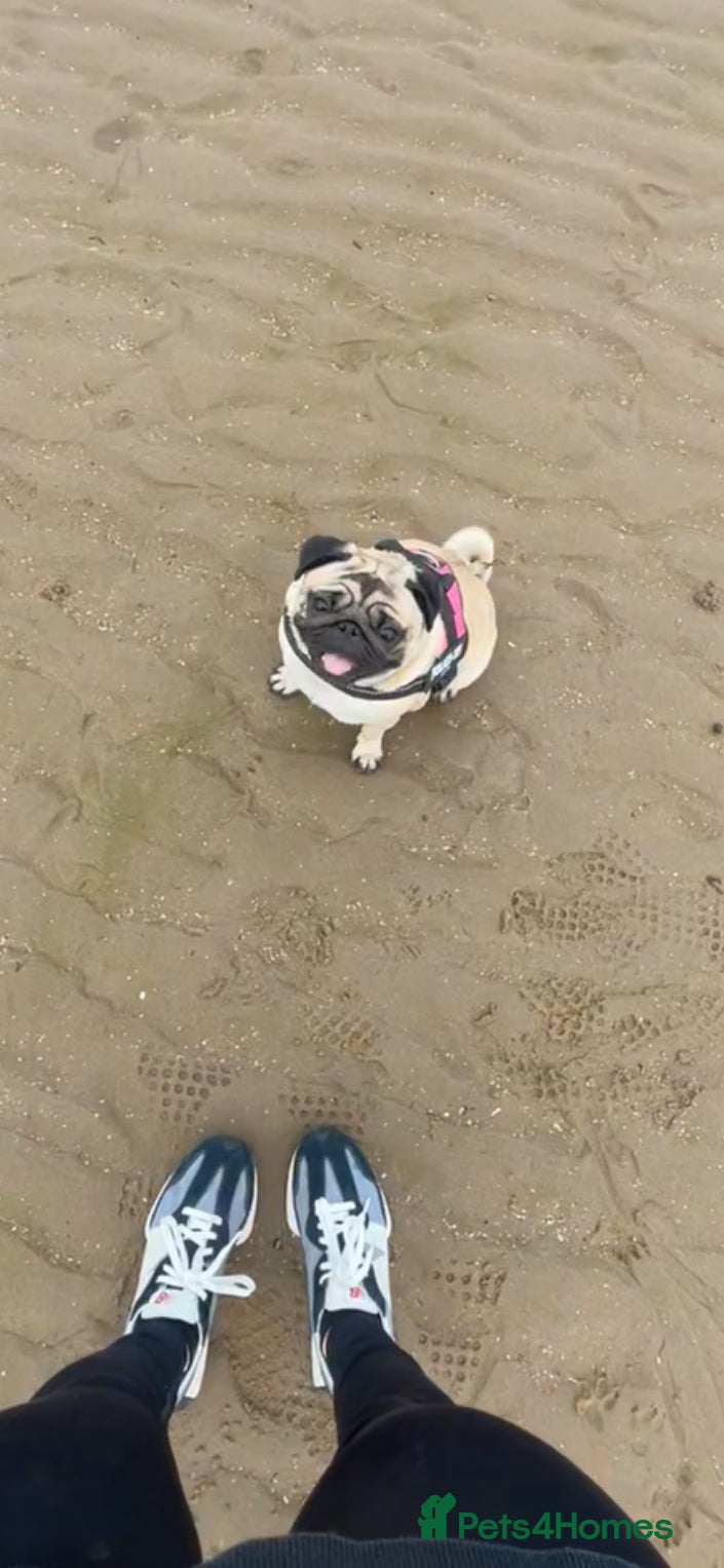 Pug dogs This is little diva - Advert 1