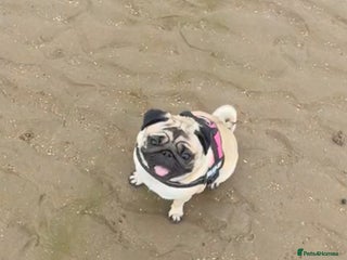 Pug dogs This is little diva - Advert 1