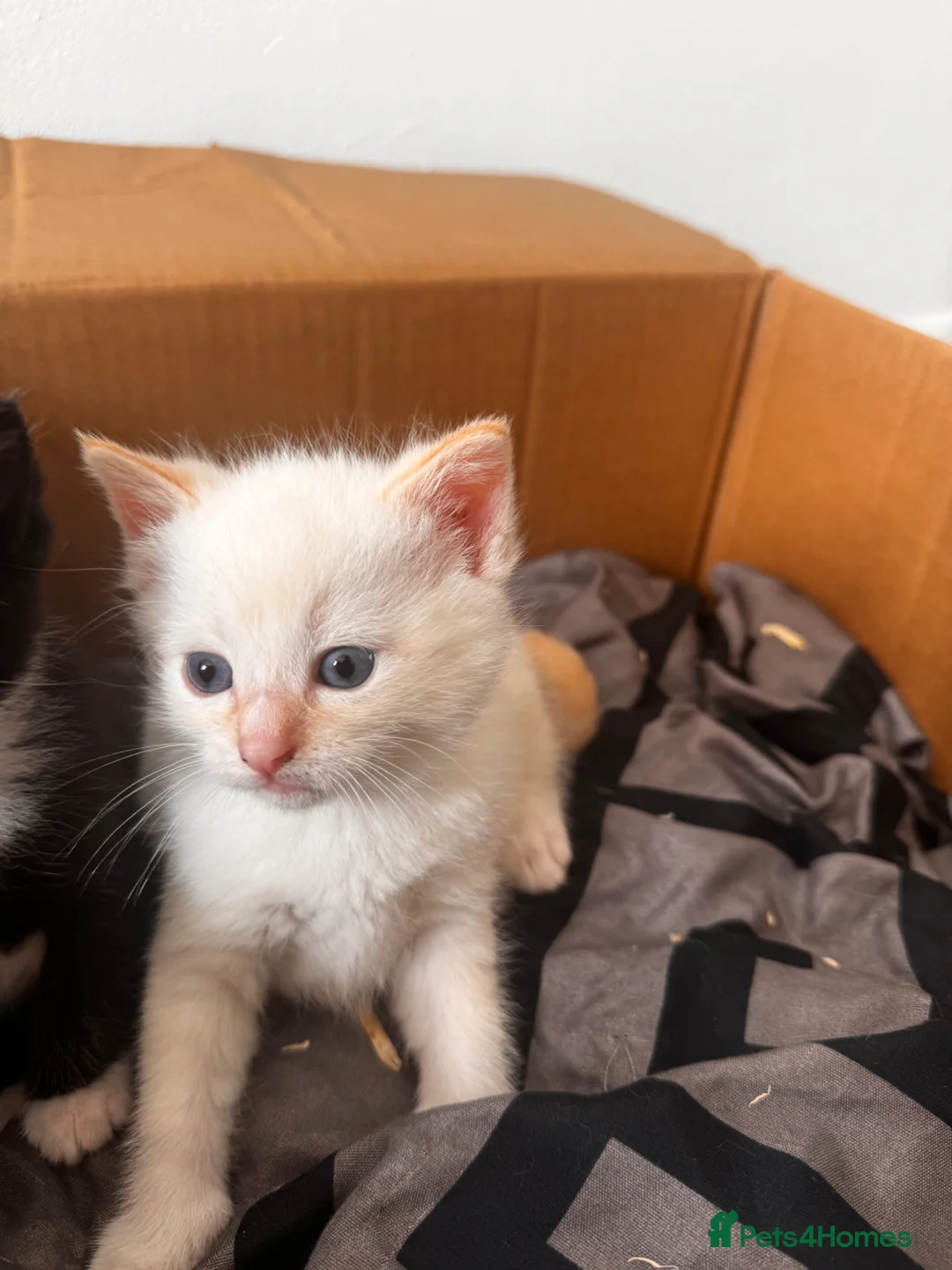 Mixed Breed cats for sale: calico domestic shorthair - Advert 6