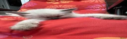 Ragdoll cats for sale: Beautiful Ragdoll  - Advert 6